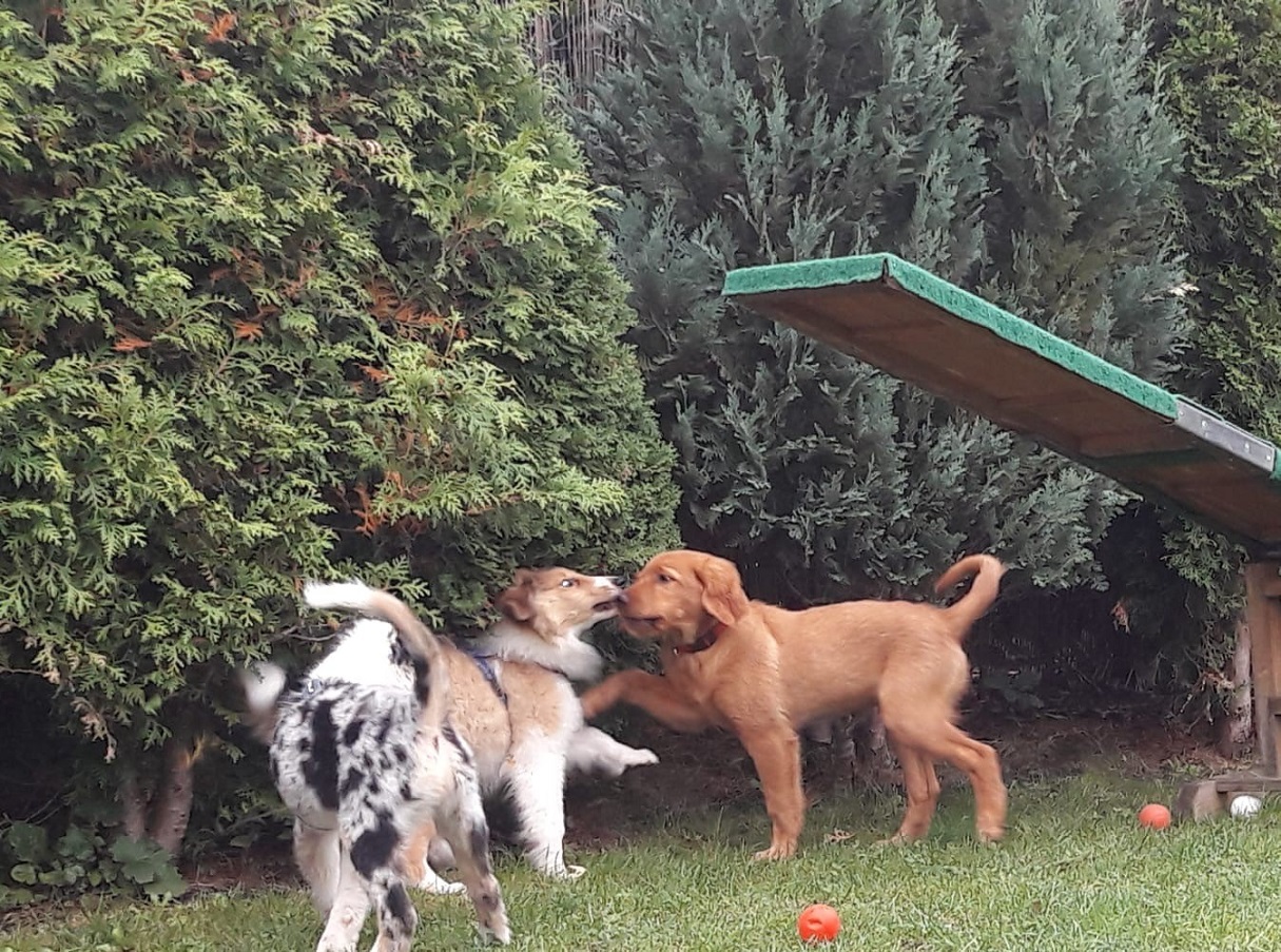 Freunde finden in der Welpenspielgruppe